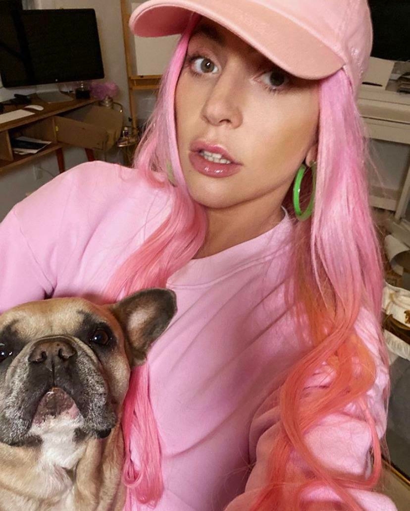 Lady Gaga cani rapiti